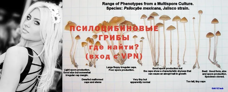 где купить наркотик  Шахунья  Псилоцибиновые грибы Cubensis 